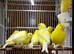 Canary males and females
