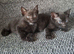 Kittens