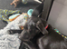 Female 16 week old labradorq