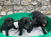 Chunky black labs