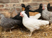 Australorp x Barnevelder