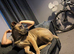 Female Bulgarian cane corso
