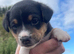Pomchi jacks 3 male