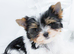 Four Exceptional Colourful Yorkshire Terrier Girls