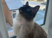 Tinker the Ragdoll