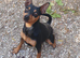 Miniature Pinscher for Stud
