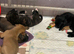 1 boy & 1 girl puppy left for sale (mixed breed)