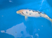 8-10 inch koi carp for sale Northamptonshire