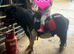 registered Shetland Looking for His Forever Home