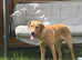 Gorgeous trained 6 month old female Labrador
