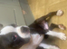 1 Boston terrier Boy with Haggerty spot