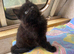 The last beautiful black kitten