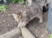 3 amazing kittens available