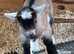 Pygmy Goat
