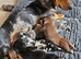 Dachshund Stud Wanted