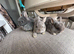 Lovely Netherlands dwarf baby rabbits.