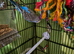 Baby budgies