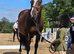 Ex show jumper