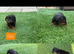 Miniature dachshund Puppys for sale