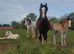 Bay Cob Filly 3yrs old, Rising 13.1HH