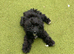 Cockapoo boy pup