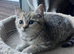 Gorgeous British shorthair male kitten