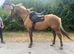 6yo palomino mare