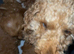 Beautiful red cavapoos