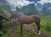Welsh B 2 year old filly.