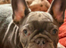 2 male french bulldog puppies