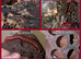 Mixed Isopod and Miliped Colonies with enclosures