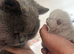 4 bsh colour point kittens