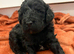 Miniature cockerpoo puppies