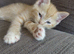 Ragdoll X kittens ready now