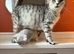 Stunning Shorthair Kittens