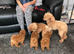 Lay 2 boys. X Stunning DEEP RED Toy Poodle puppies