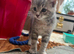 2 Gorgeous Grey Kittens