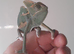 Veiled chameleons