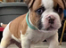 Beautiful American Bulldog Puppies - 7 Healthy Puppies Ready for Loving Homes