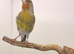 2025 goldfinch mule