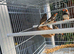X5 male zebra finches