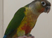Hand reared yellowsided gcc