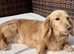 KC Registered Longhair Dachshunds For Stud