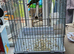 Tame male orange belly senegal parrot.
