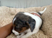 Dachshund Puppies