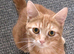 Ginger boy kitten
