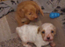 Beautiful Cavapoo Puppies
