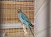 Indian ringneck 10 weeks old
