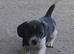 Beautiful isabella Miniature dachshund puppies
