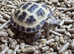 Tortoise & Full Set Up 5 months old
